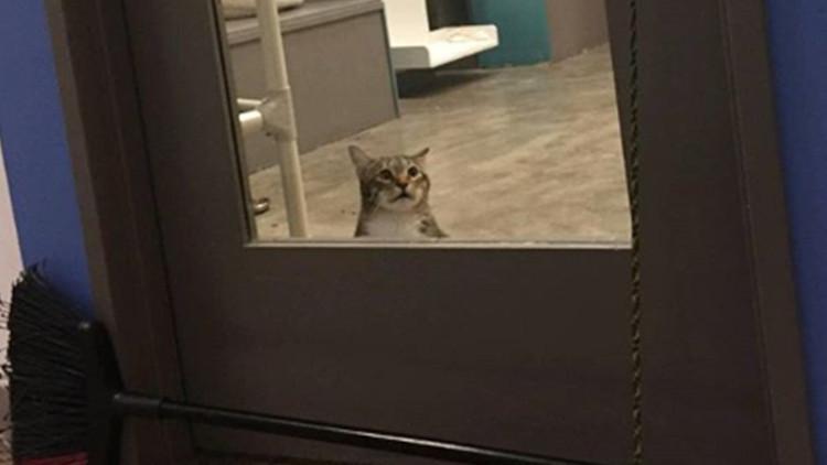 'Belalı' kedi tecrite alındı
