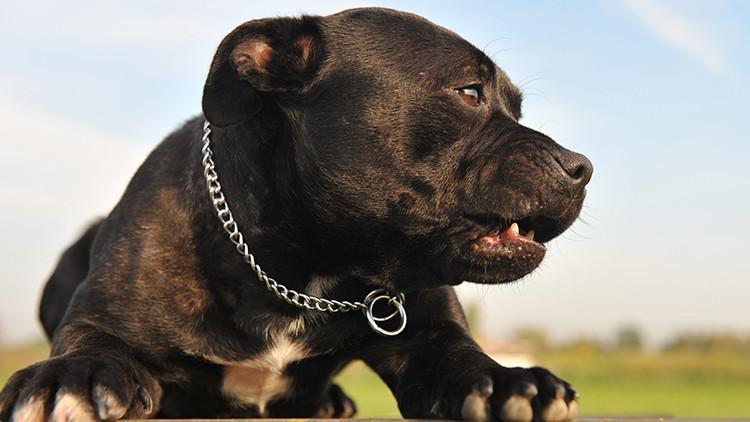 Köpeğini ırkçı saldırıda 'silah' olarak kullandı