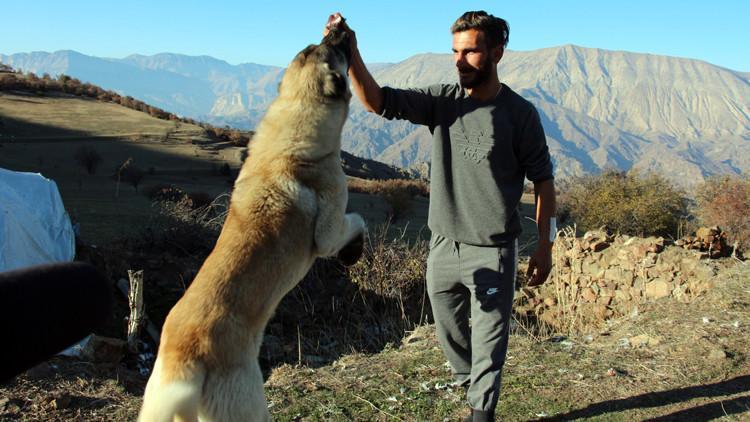 Ayı saldırısından kurtaran köpekleri için keçi kesti