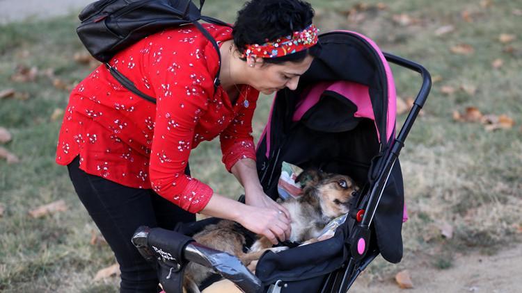 Felçli köpeğini bebek arabasıyla gezdiriyor