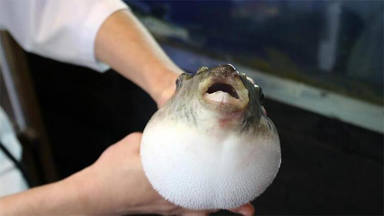 Bakan Pakdemirliden zehirli balon balığı açıklaması: Zehir saçmayacak ilaç olacak