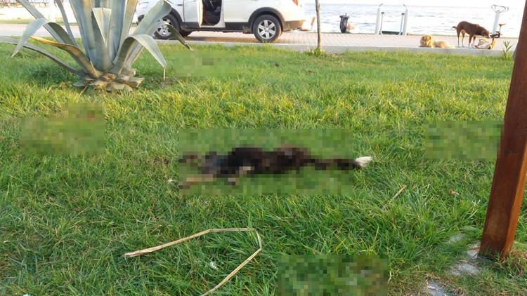 Bursa'da kan donduran olay! 'Satanist ayini' iddiası...