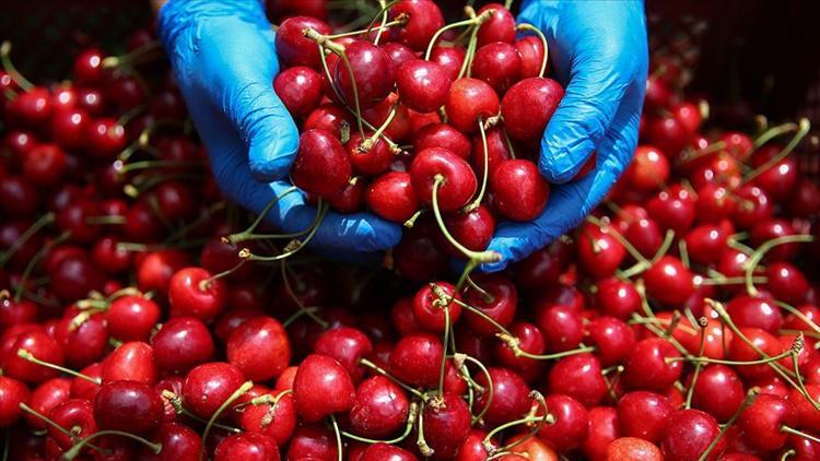 Türk tarım ürünleri için markalaşma atağı