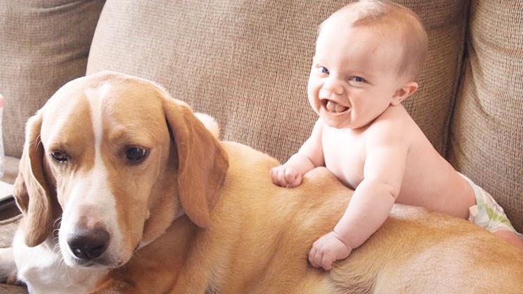 Köpeğin kaç yaşında