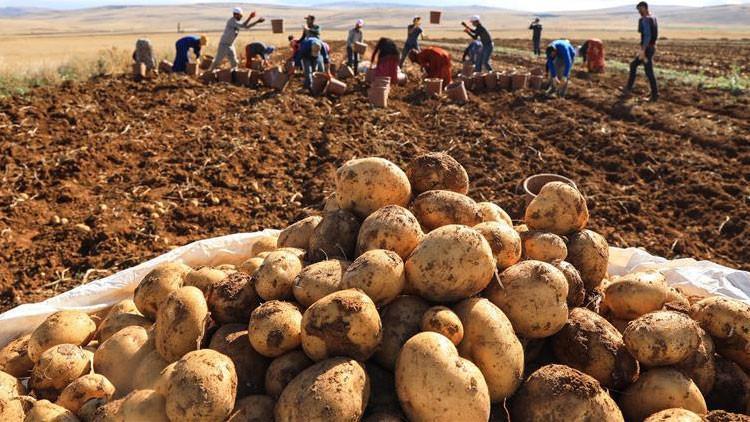 İki patates türü daha satışa sunuldu