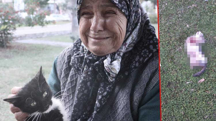 Bunun adı vahşet! Hatay'da 4 bacağı kesilmiş ölü kedi bulundu