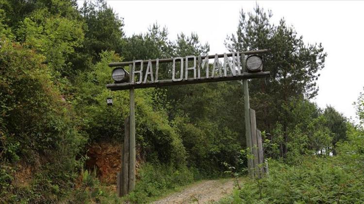 Bal ormanlarının sayısı 2023'e kadar yüzde 40 artırılacak