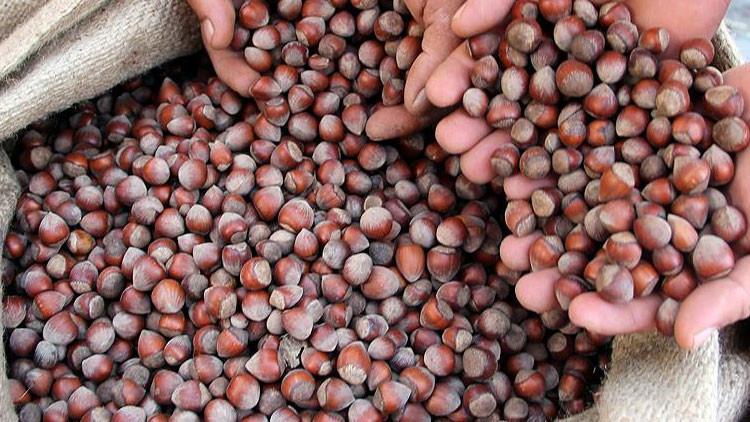 Fındık ihracatı 3 ayda 906 milyon dolar kazandırdı