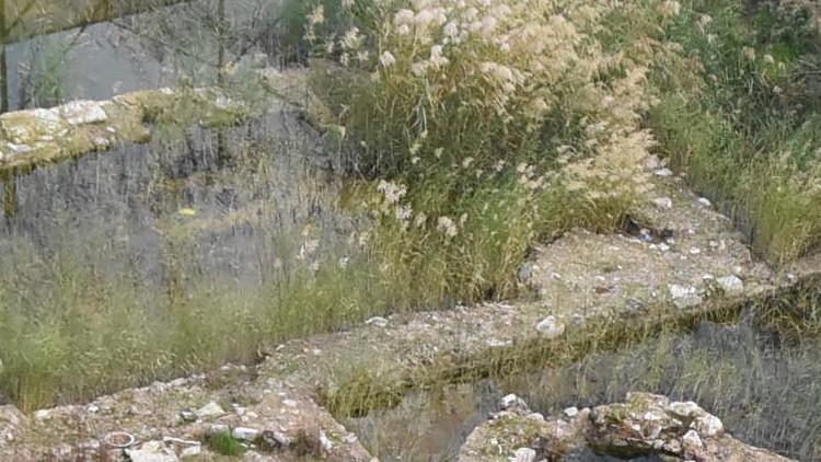 Yosun tutan tarih sonunda kurtulacak