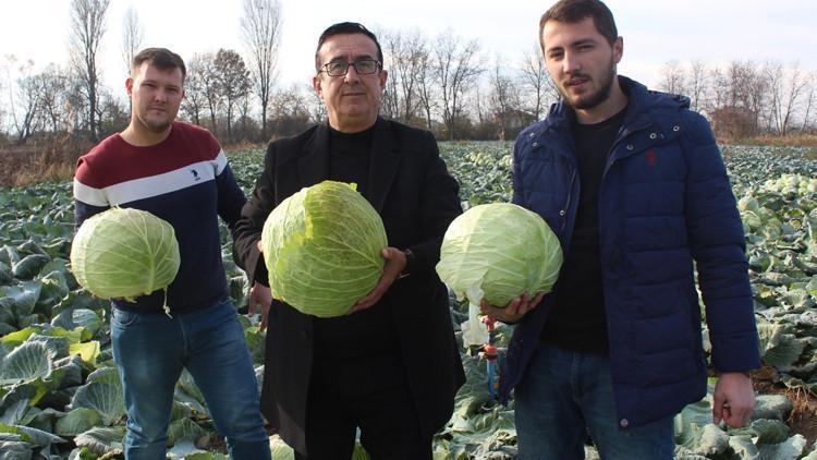 Lahana hasadı başladı