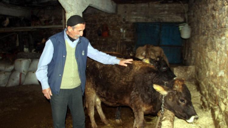 Yola çıkan ineğe trafik cezası kesilmişti... Jandarmadan açıklama geldi
