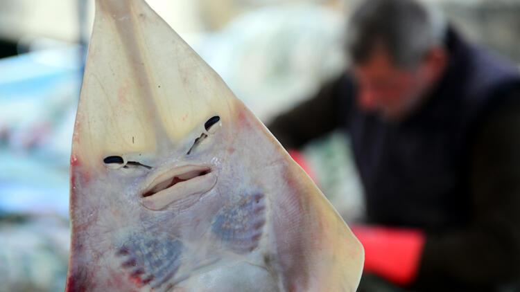 Balıkçıların yeni kabusu: İnsan yüzlü sapan balığı...