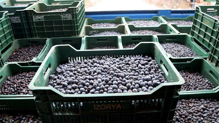 Mut zeytininde bu yıl 200 bin ton rekolte hedefi