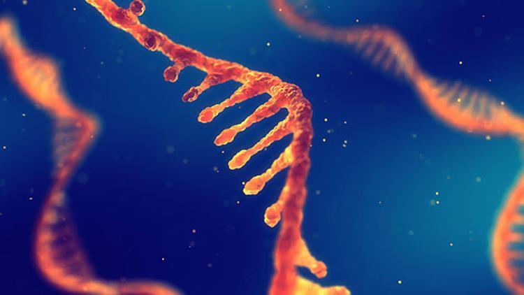 İlk kez RNA yapısı oluşturuldu