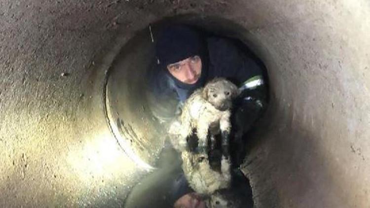 Su kanalına giren yavru köpek kurtarıldı
