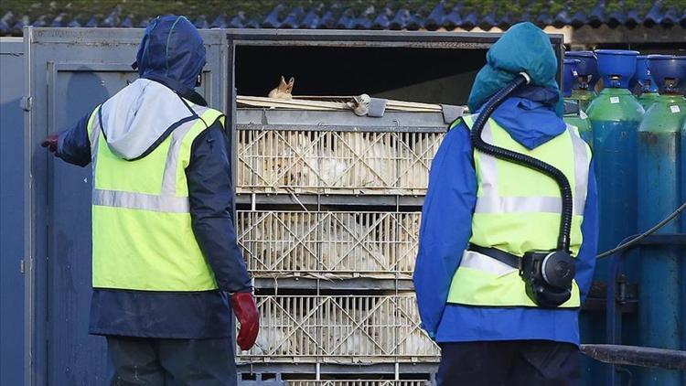 Dünyayı korkutan virüs salgını! 100 binden fazlası itlaf edildi