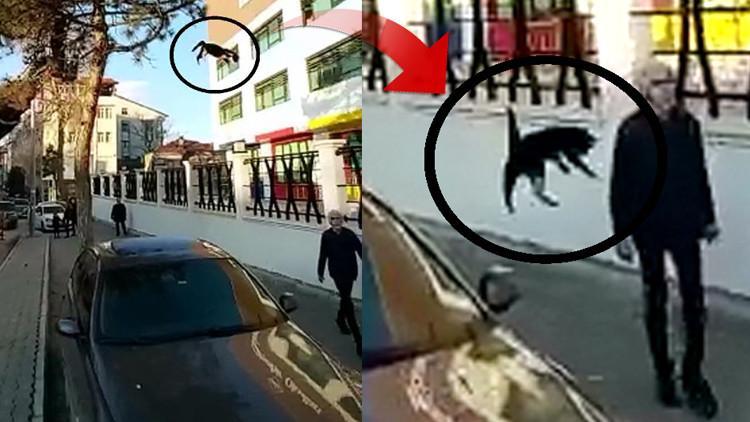 İlginç anlar! Ağaçtan çocuğun üzerine kedi atladı!