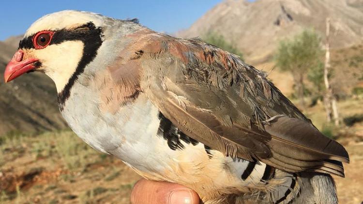 Trakya'daki yerleşim baskısı, kınalı kekliği azalttı