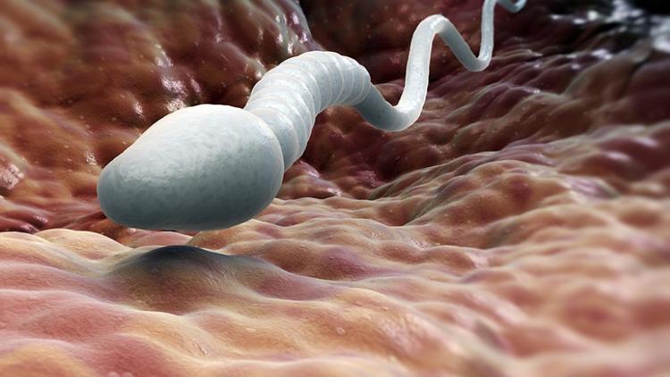 İngiltere, ölümden sonra sperm bağışını tartışıyor!