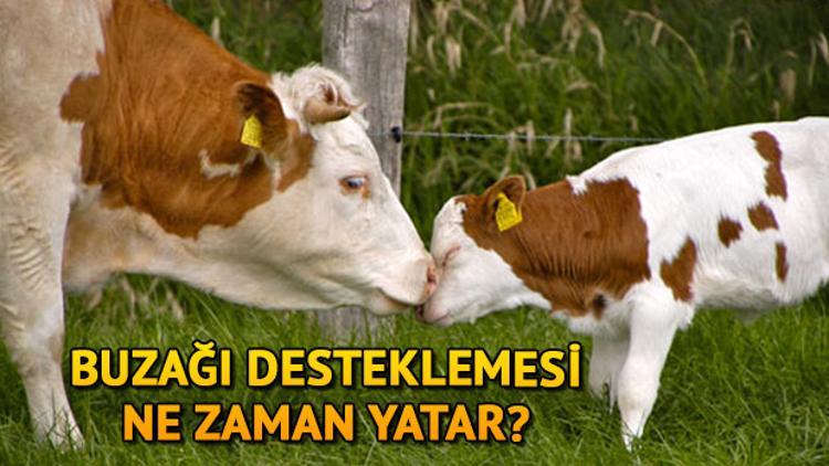 2018 2 Buzagi Destekleme Odemesi Ne Zaman Yapilacak Resmi Aciklama Son Dakika Haberler