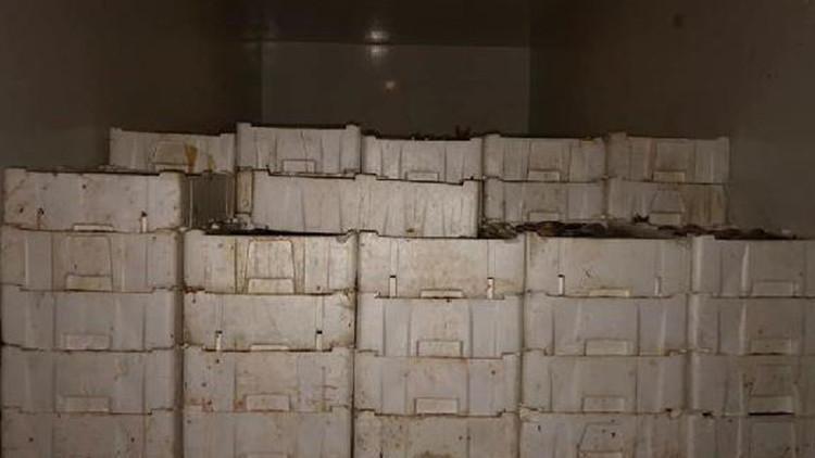 Kaçak avlanan 2 ton balığa 10 bin lira ceza