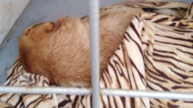 Vicdansızlık! Sokak köpeğini tüfekle vurdular