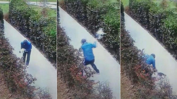 Kediyi yerden yere vurdu! Yakalandı