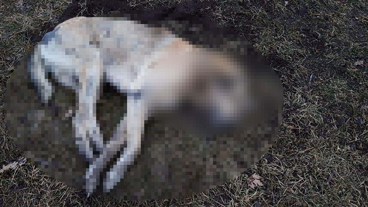 Ankara'da 20 sokak hayvanı zehirlenerek öldürüldü! 'Canilerce katledildi'