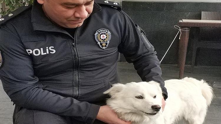 Kaybolan köpeğe polis şefkati