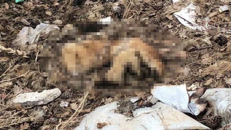Uşak'ta çöplükte 20 köpek ölüsü bulundu