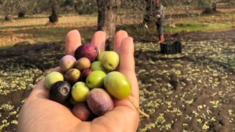 Ölmez ağaç ve ömür uzatan meyvesiyle bir hafta sonu