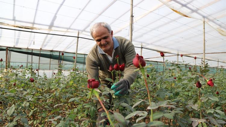 Çiçekler, 14 Şubat için toplandı