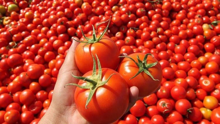 Rusya, Türkiye'den domates ithalat kotasını artırdı