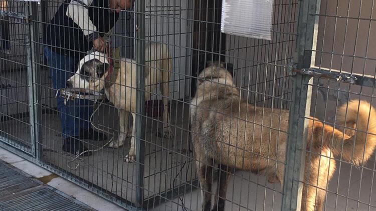 Manisa'da köpek dövüşüne jandarma baskını