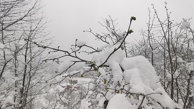 Fındıkta üreticiye iyi haber; baharda kar zirai dona dönüşmedi