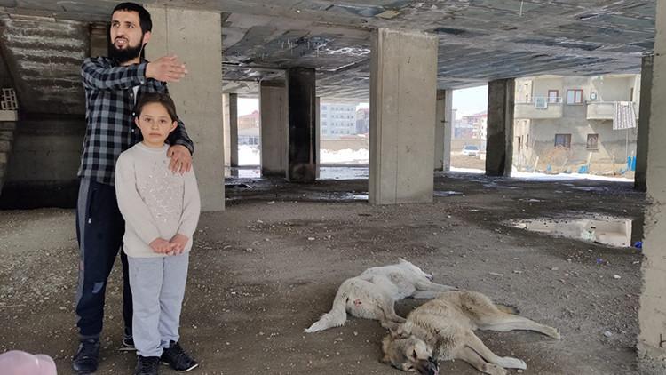 İnşaatın 5'inci kadında mahsur kalan köpekler kurtarıldı