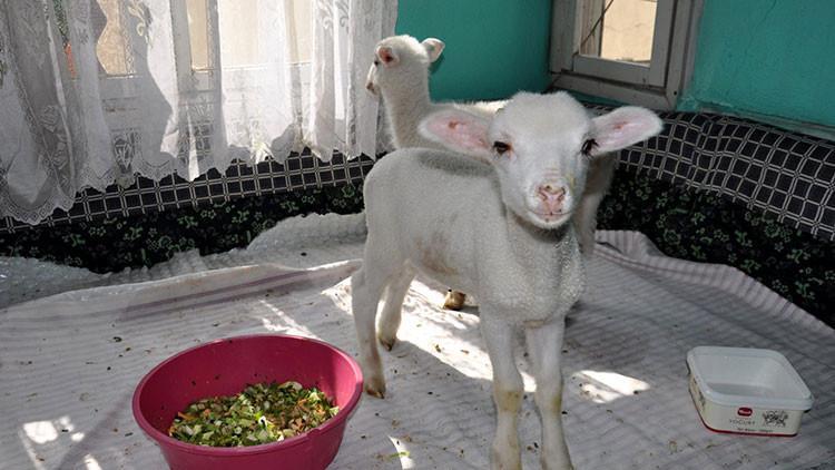 Afyonkarahisar'da gülümseten yanlış anlama