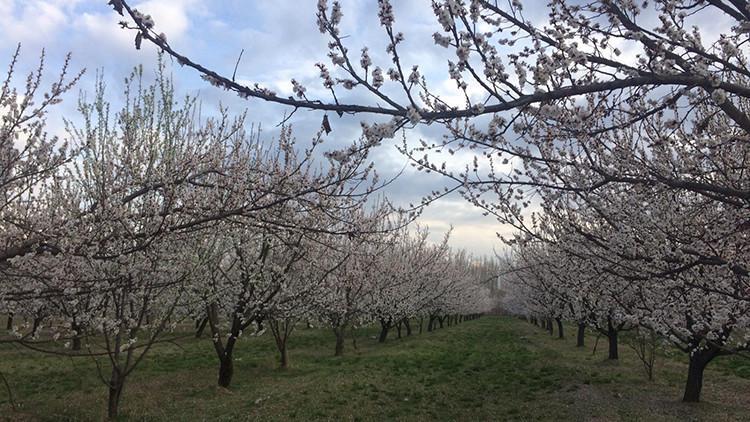 Iğdır'da, kayısı ağaçları çiçek açtı