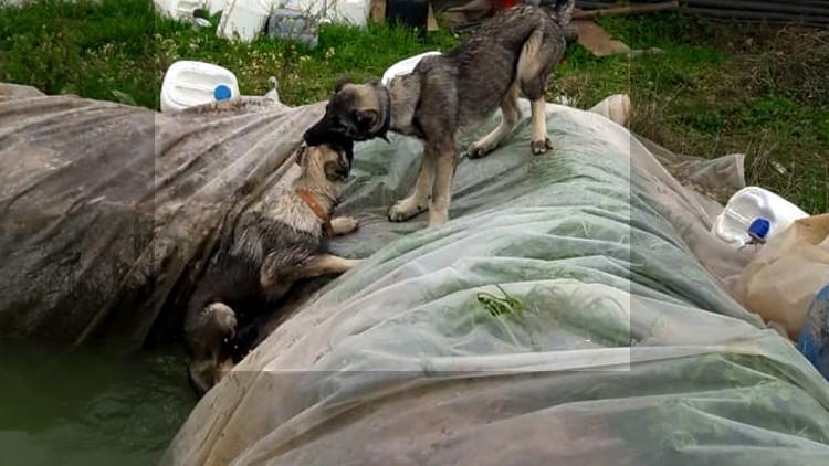 Havuza düşen köpeği, kardeşinin kurtarma çabası kamerada
