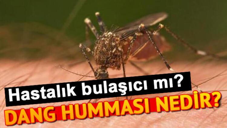 Dang humması nedir?