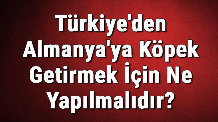 Turkiye Den Almanya Ya Kopek Getirmek Icin Ne Yapilmalidir Son Dakika Haberleri