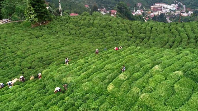 Çay ihracatı yüzde 51 arttı
