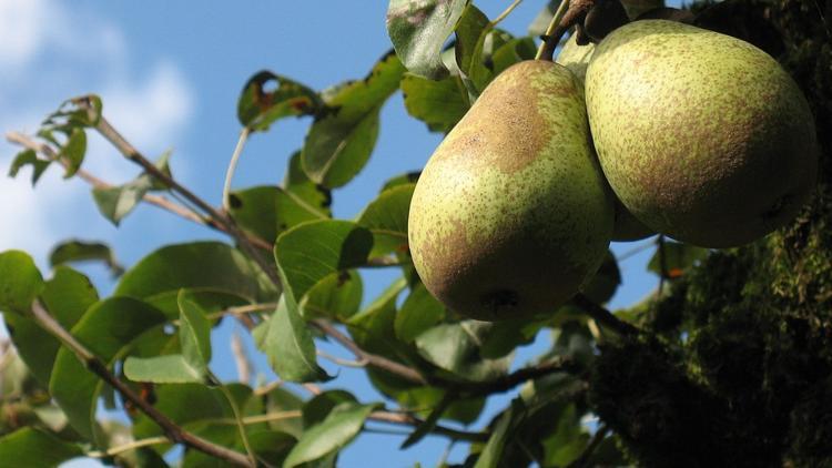 Sarıçam Tepesi çocukları