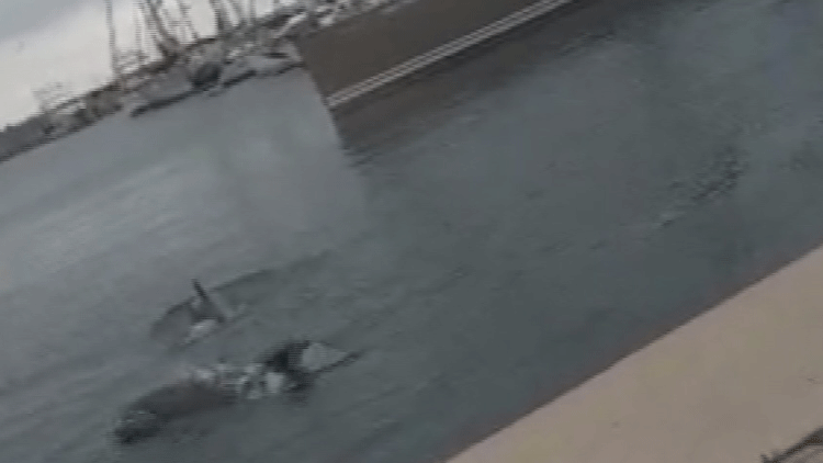 Ataköy Marina'da yunuslar görüntülendi