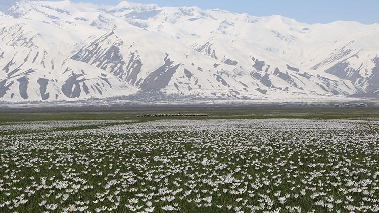 Yüksekova'da baharın müjdeleyicisi kardelenler çiçek açtı