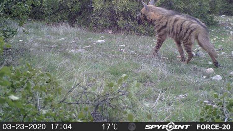 Kahramanmaraş'ta çizgili sırtlan ve porsuk fotokapanla görüntülendi