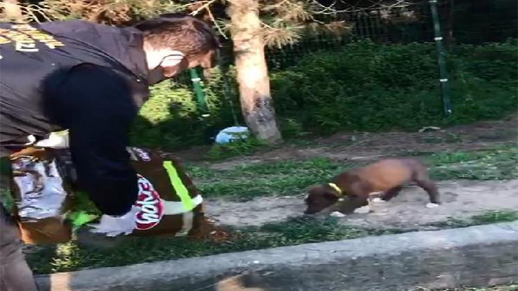 Sultangazi'de polis sokak köpeklerini besledi