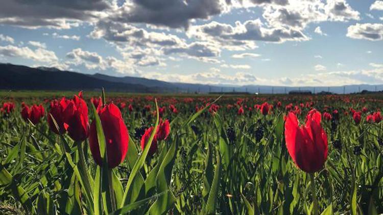 Muş lalelerini ziyarete 'koronavirüs' engeli