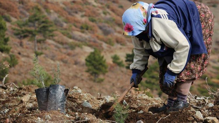 'Asırlık çınar' olan anneler için Sakarya'da 'Cennet Anneleri' adında hatıra ormanı kurulacak