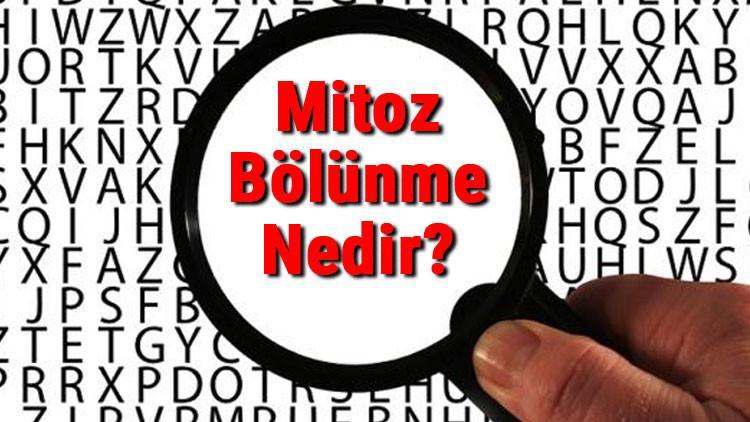 Mitoz Bölünme Nedir? Mitoz Bölünme Evreleri Ve Özellikleri